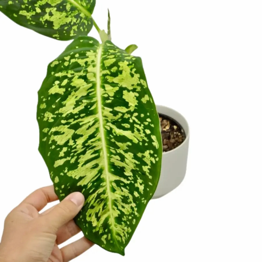 Dieffenbachia Reflector
