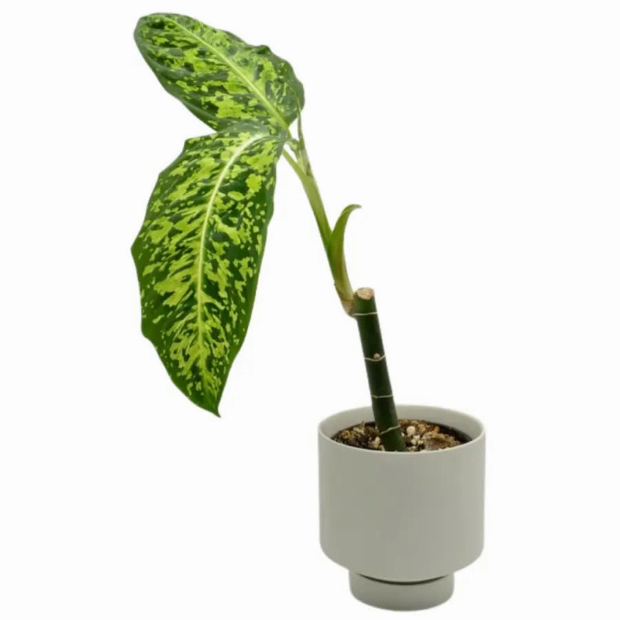Dieffenbachia Reflector