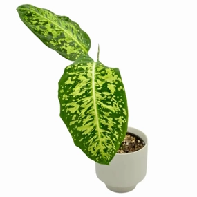 Dieffenbachia Reflector large flower pot  