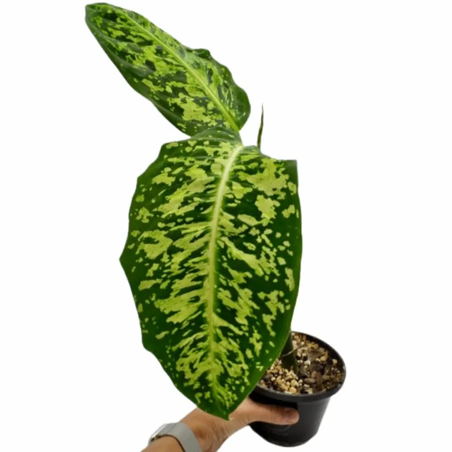 Dieffenbachia Reflector