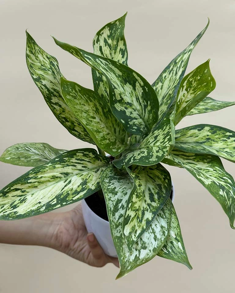 Dieffenbachia Sparkles Plant