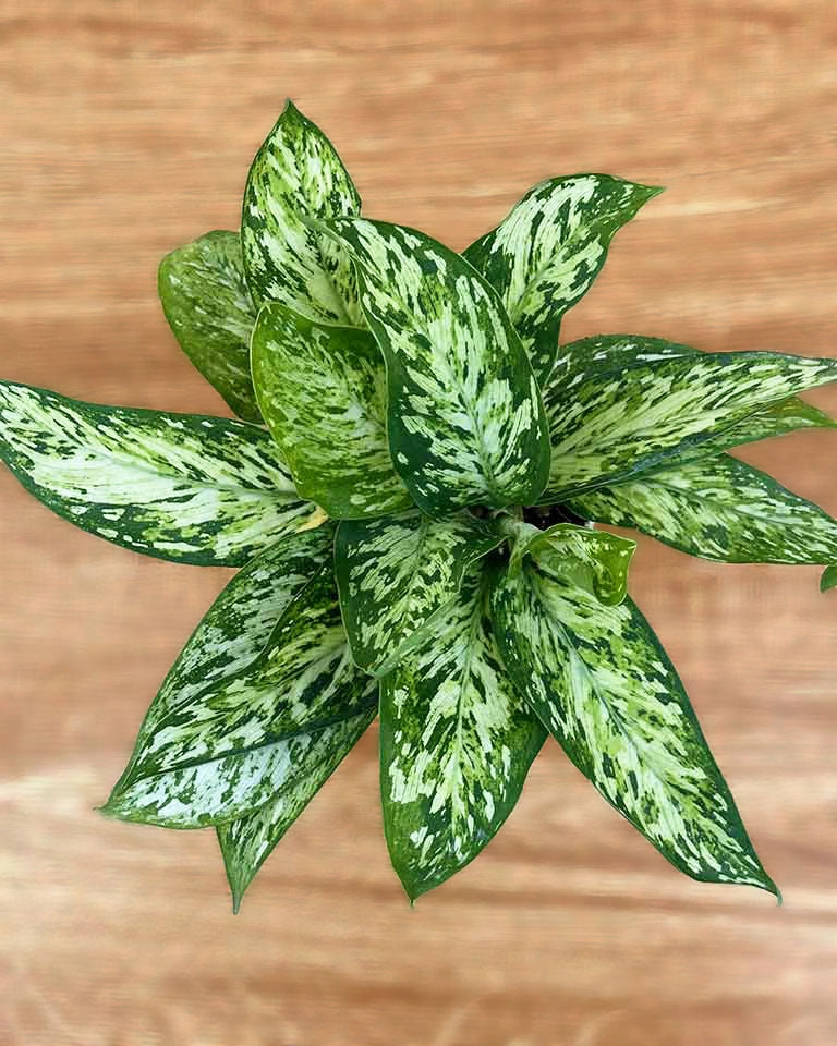 Dieffenbachia Sparkles Plant