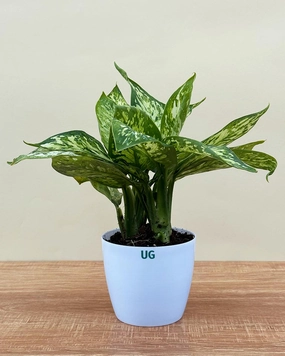Dieffenbachia Sparkles Plant medium flower pot  