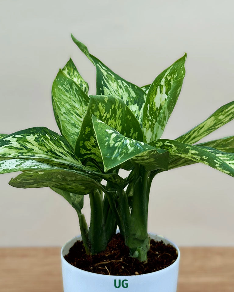 Dieffenbachia Sparkles Plant