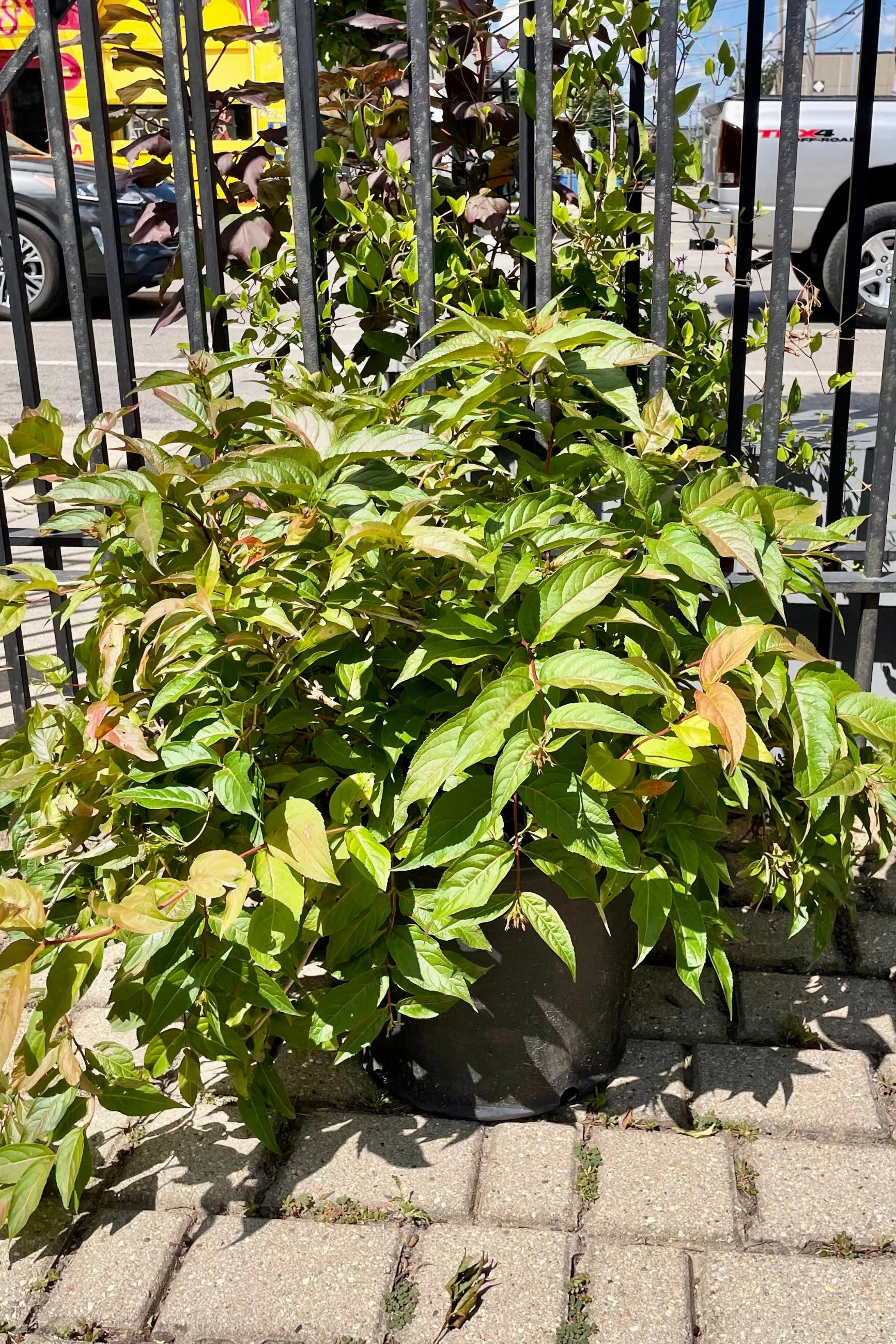 Diervilla lonicera #5