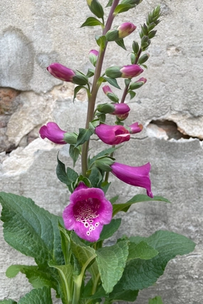 Digitalis p. 'Camelot Rose' #1 decorative flowerpot  