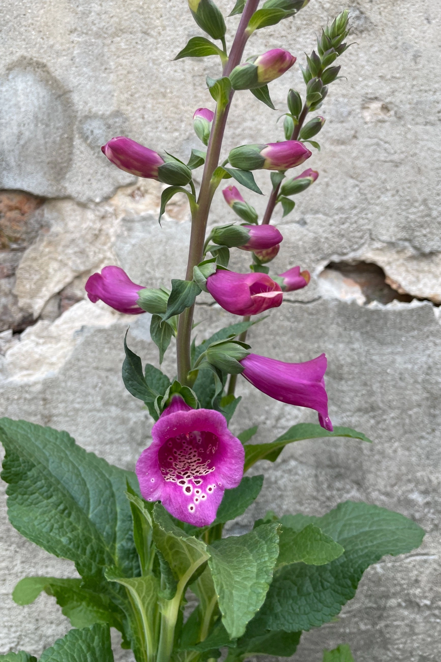 Digitalis p. 'Camelot Rose' #1 decorative flowerpot  