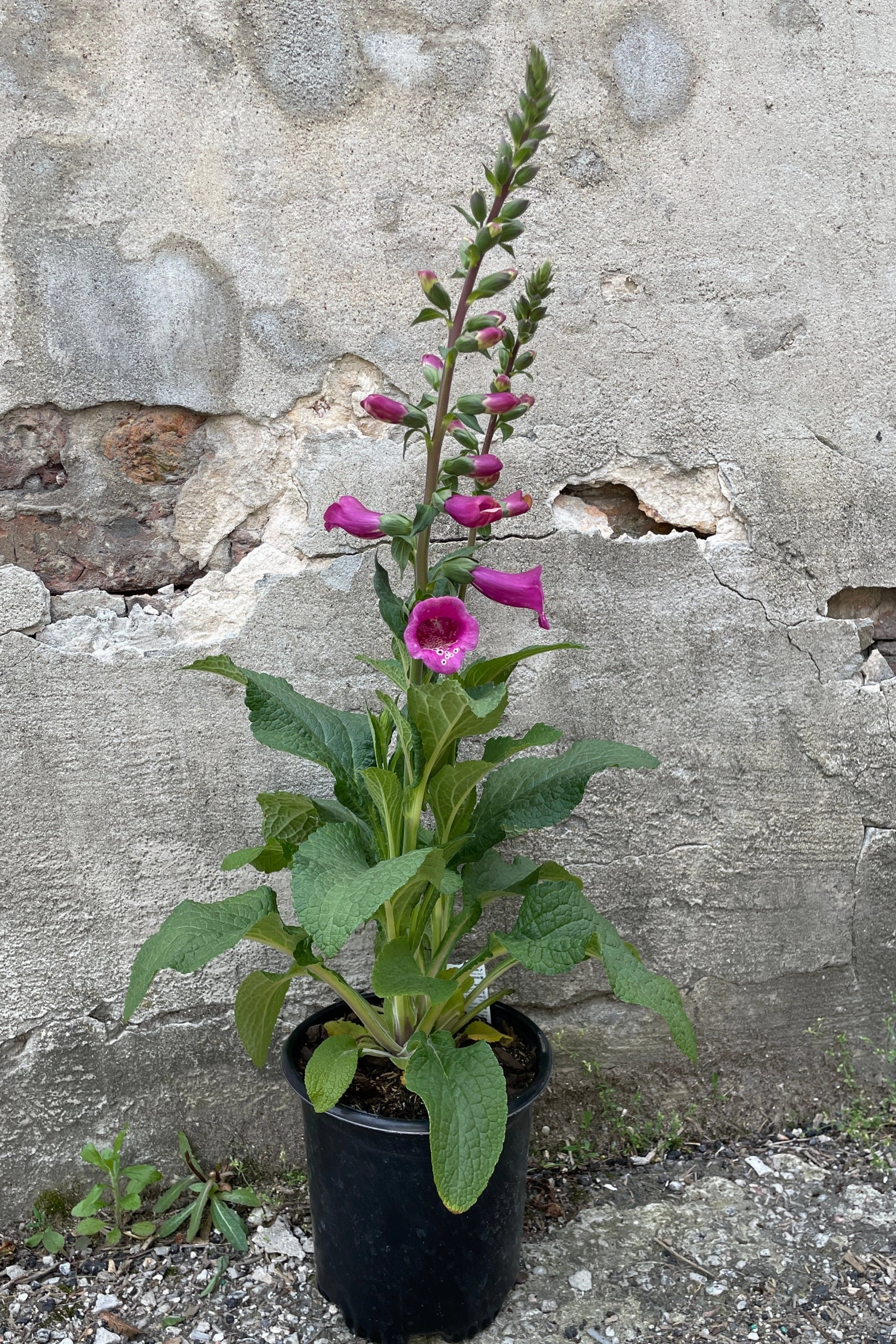 Digitalis p. 'Camelot Rose' #1