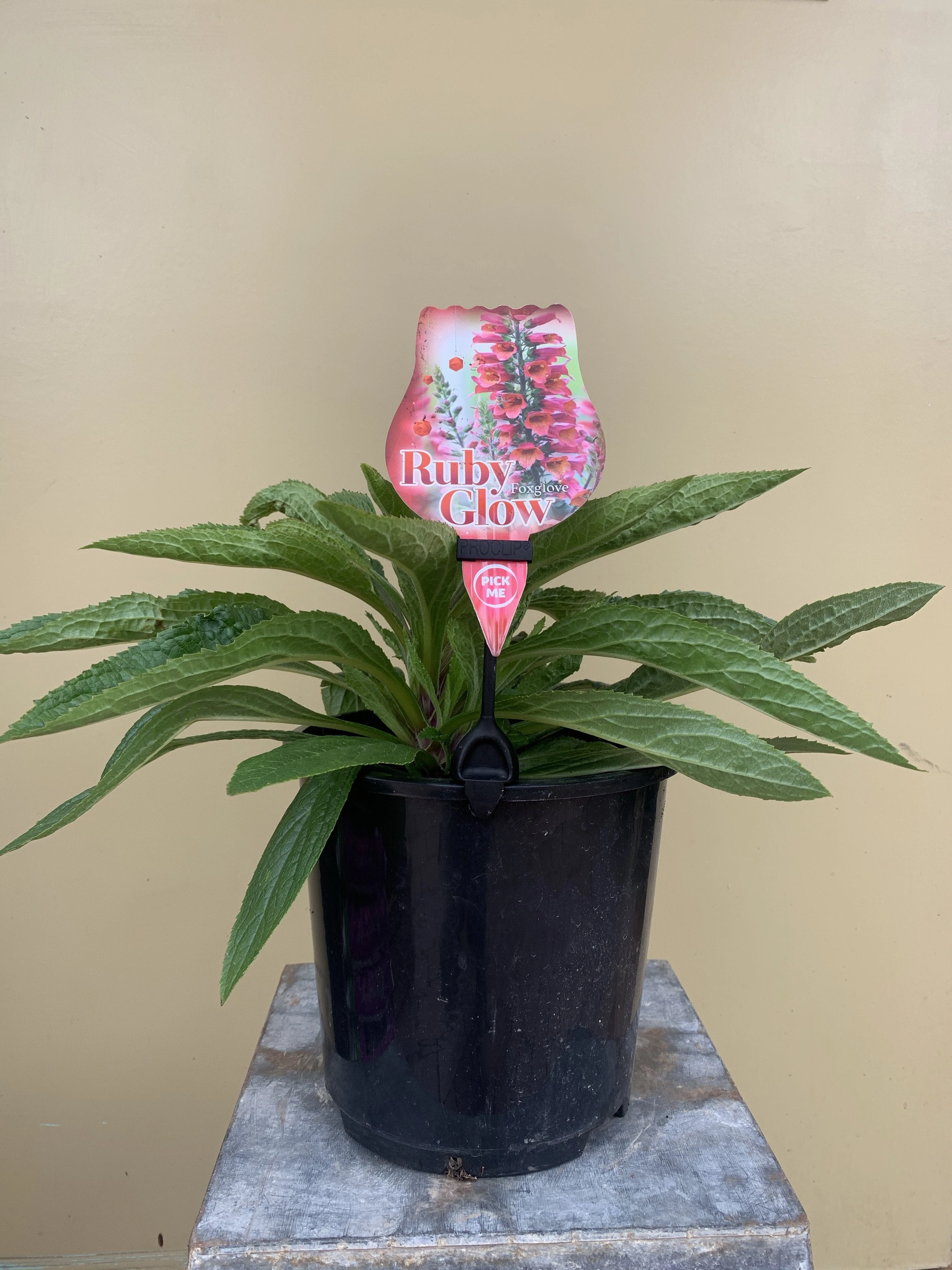 Digitalis Ruby Glow