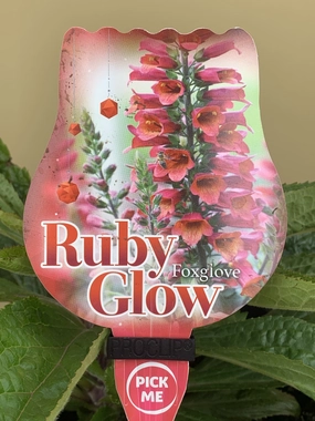 Digitalis Ruby Glow small flower pot  