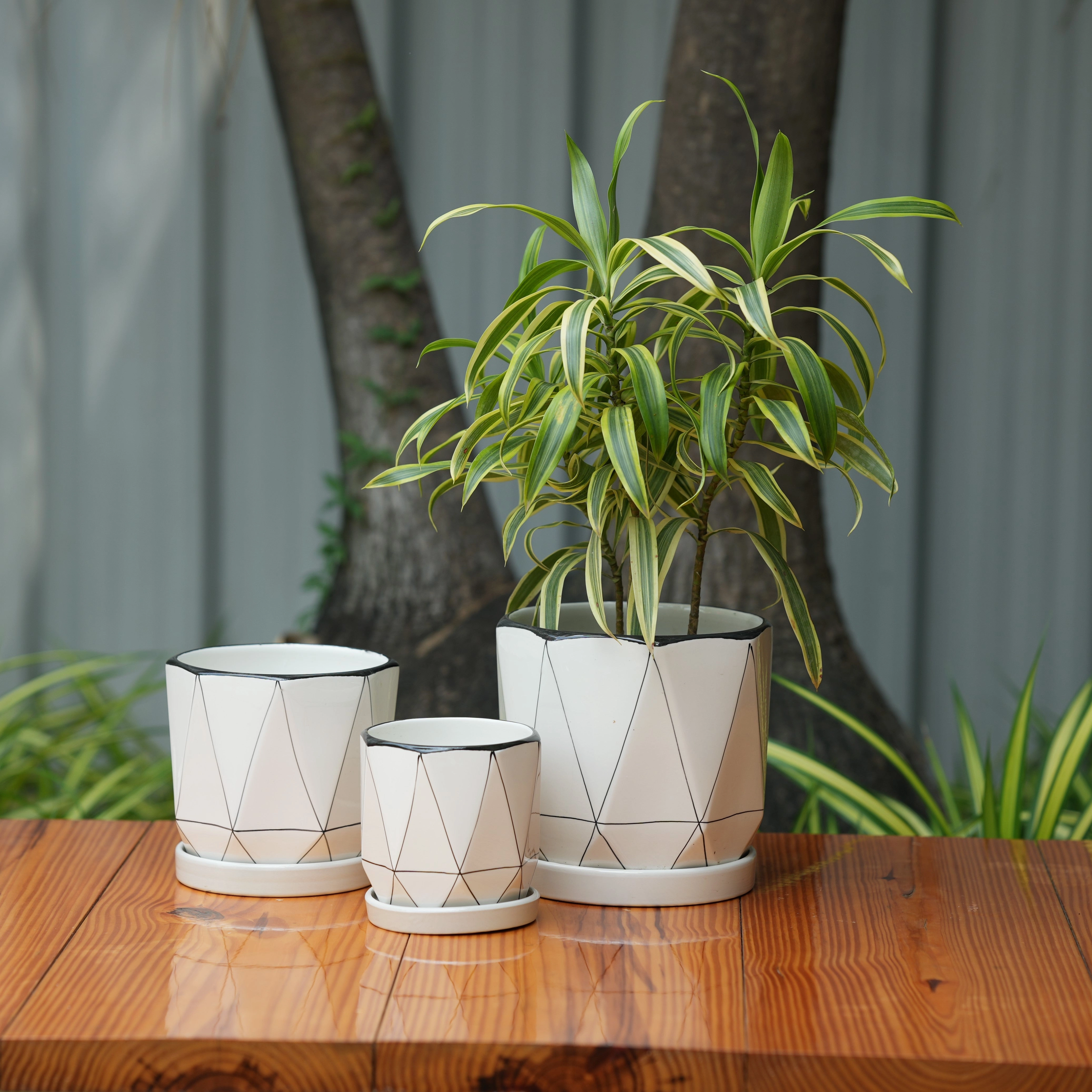 Diomond Cut Criss Cross line Design Ceramic Planter With Tray shade perennial  