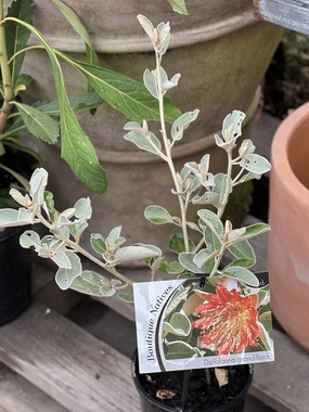 Diplolaena grandiflora small flower pot  