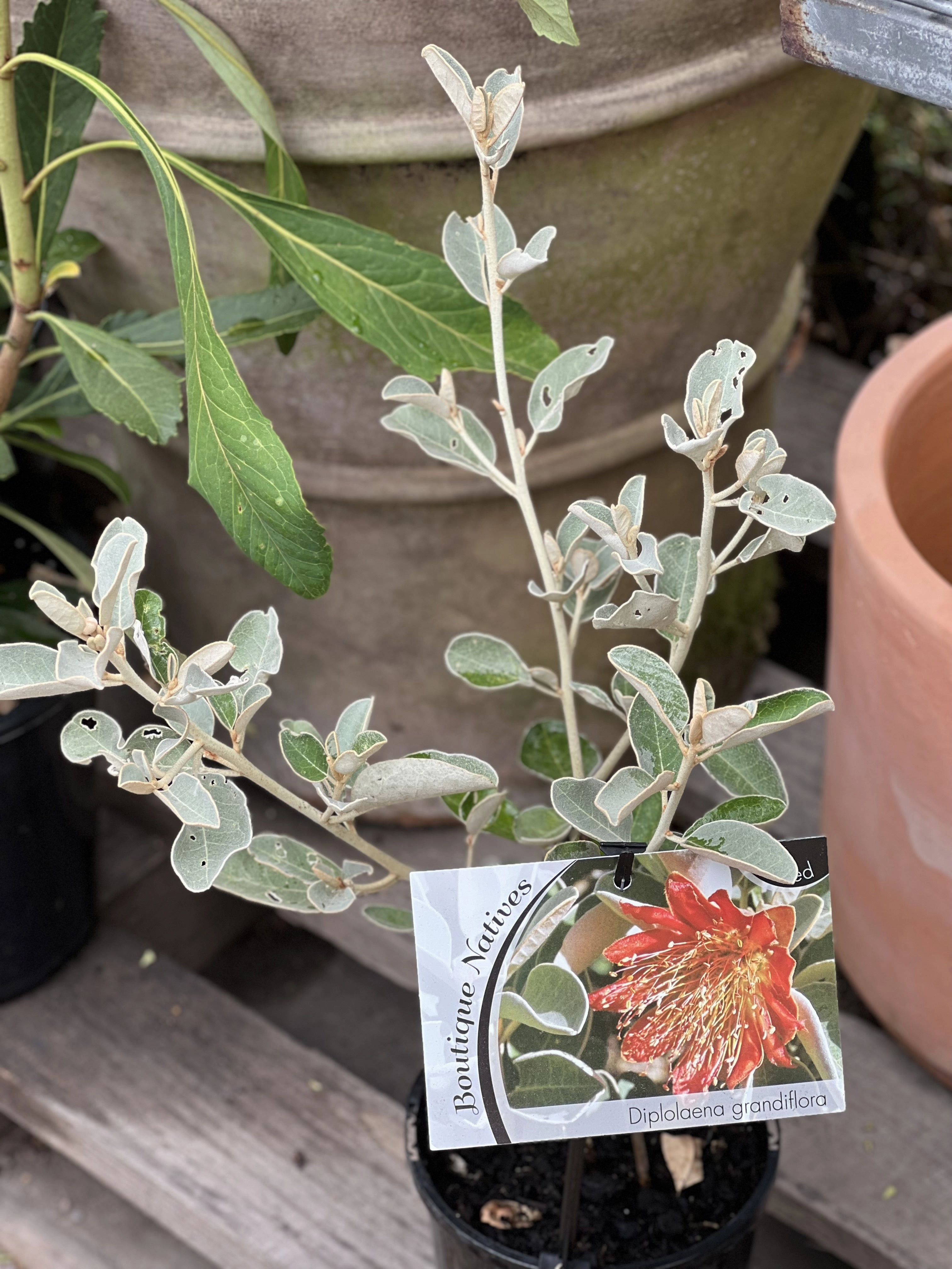Diplolaena grandiflora small flower pot  