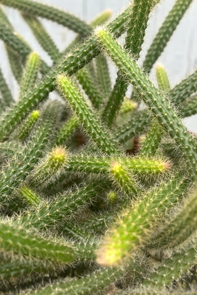 Disocactus flagelliformis 6" medium flower pot  