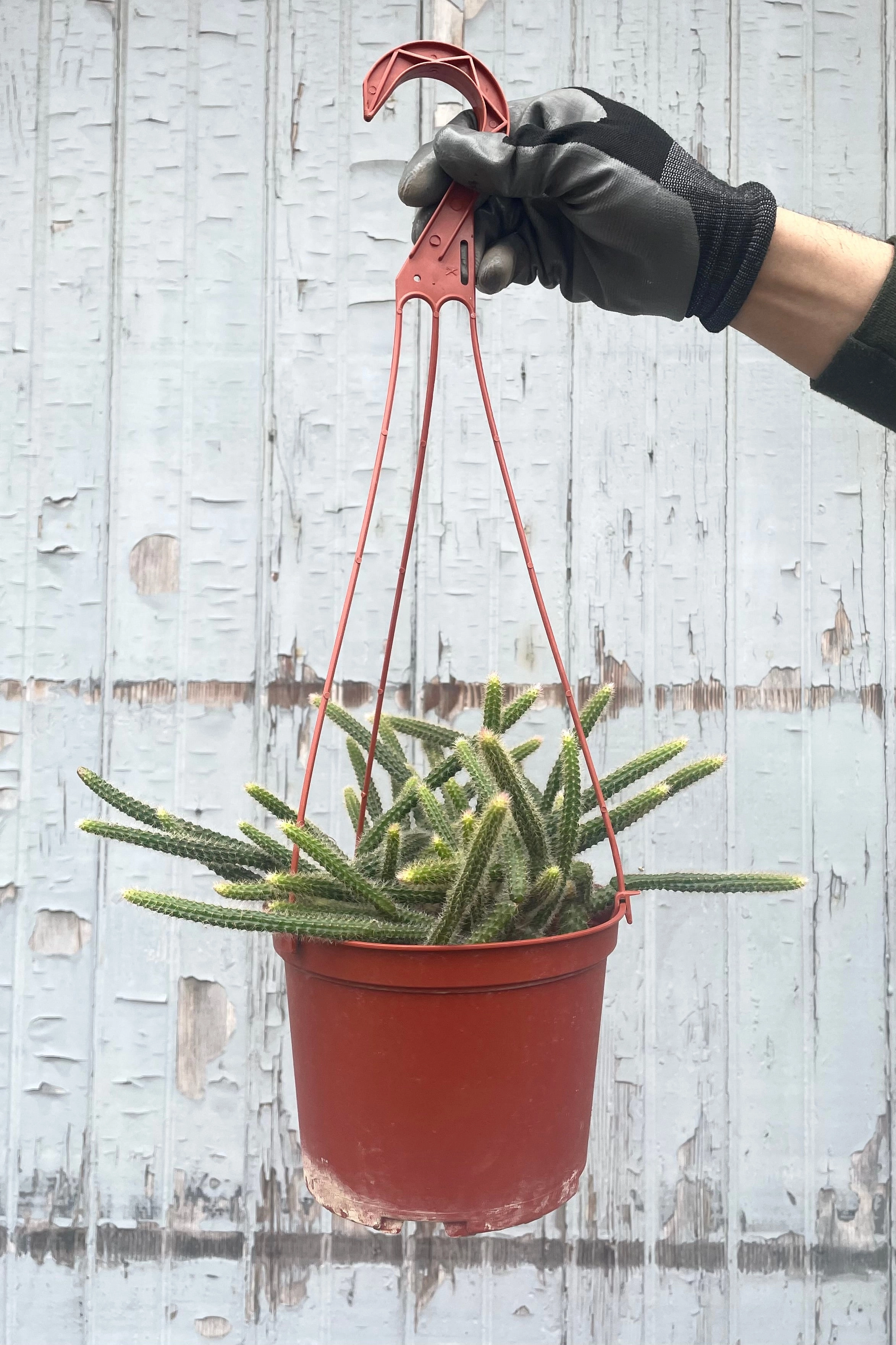 Disocactus flagelliformis 6"
