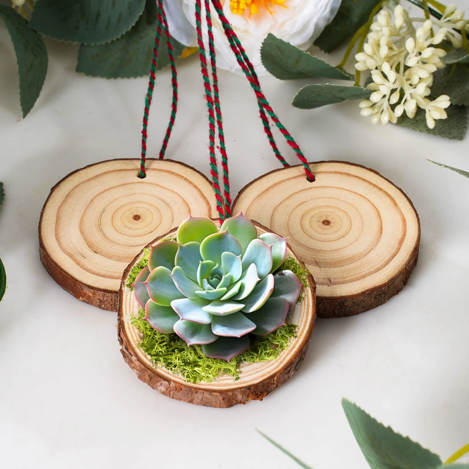 DIY Succulent Ornaments Wood Slices Set
