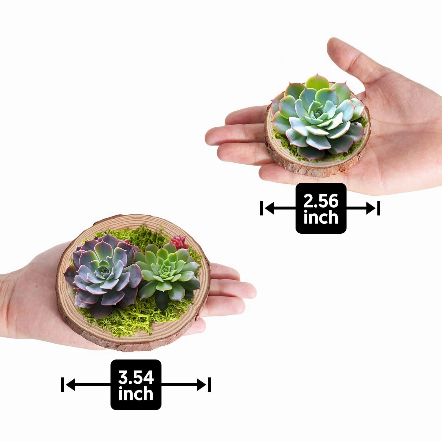 DIY Succulent Ornaments Wood Slices Set