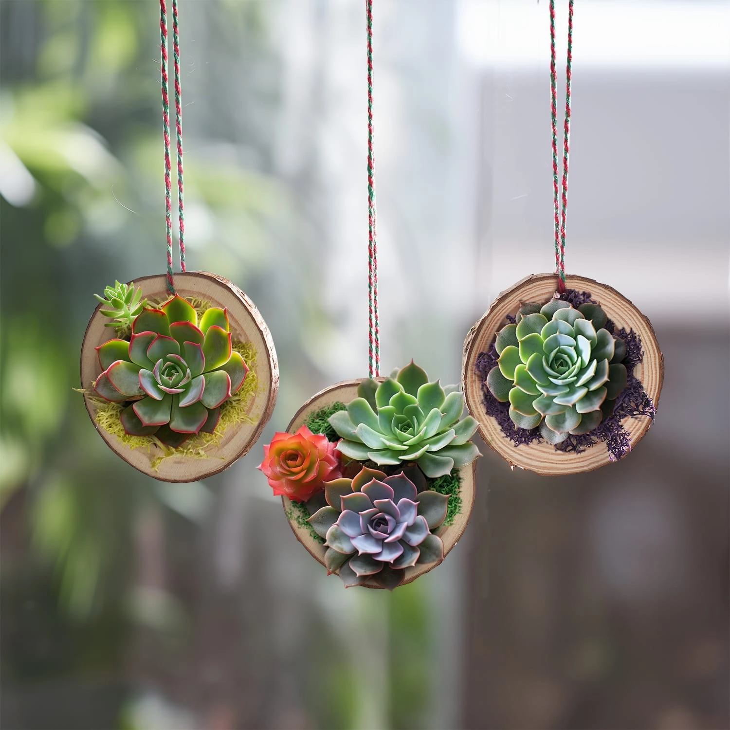DIY Succulent Ornaments Wood Slices Set