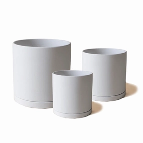 Dojo Pot and Saucer plant seeds  
