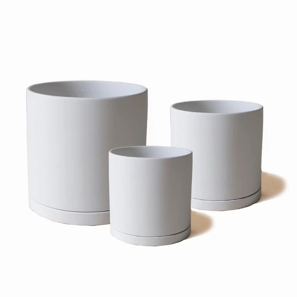 Dojo Pot and Saucer plant seeds  