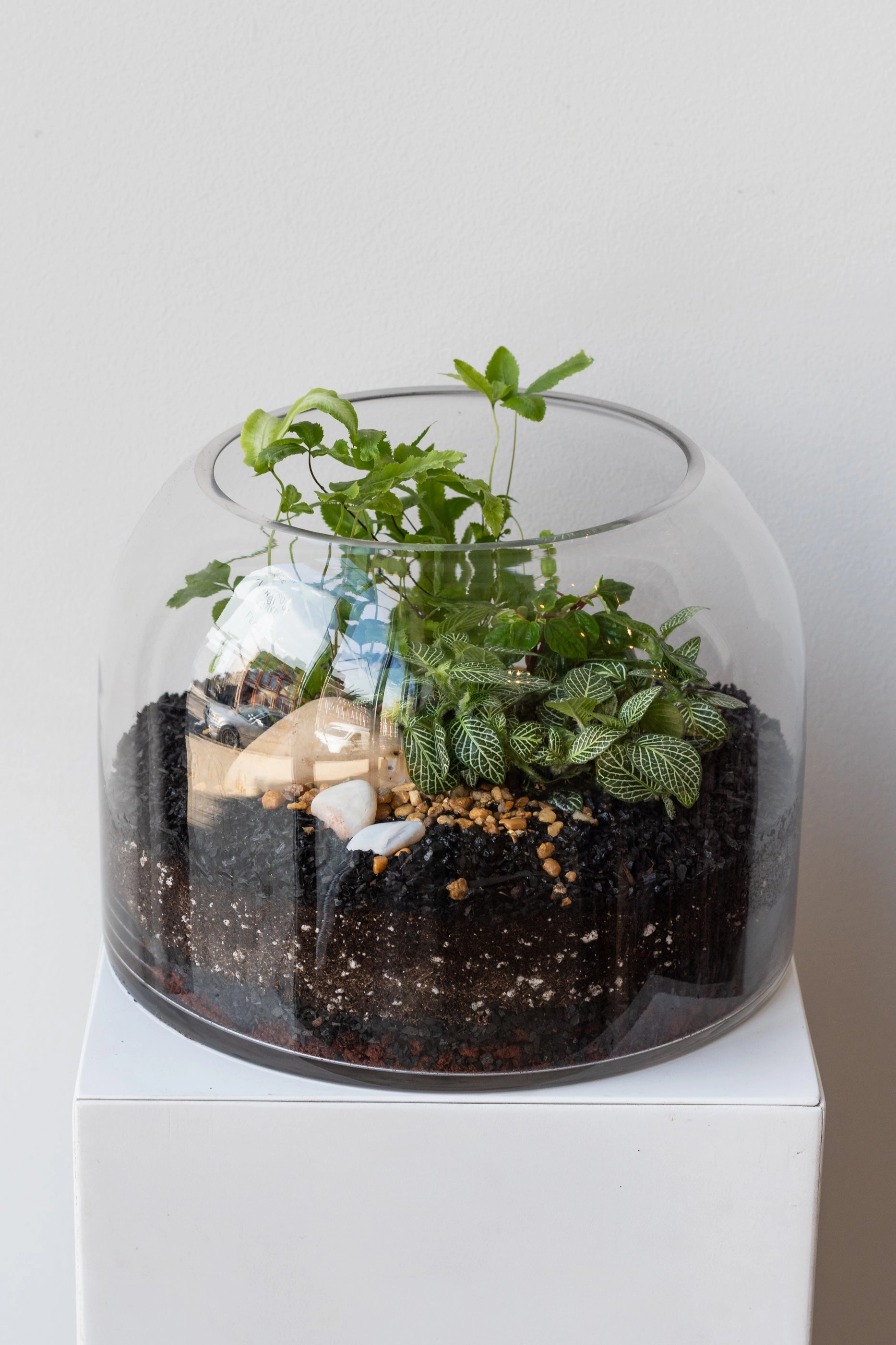 Dome Planted Terrarium Short