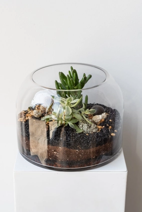 Dome Planted Terrarium Short medium flower pot  