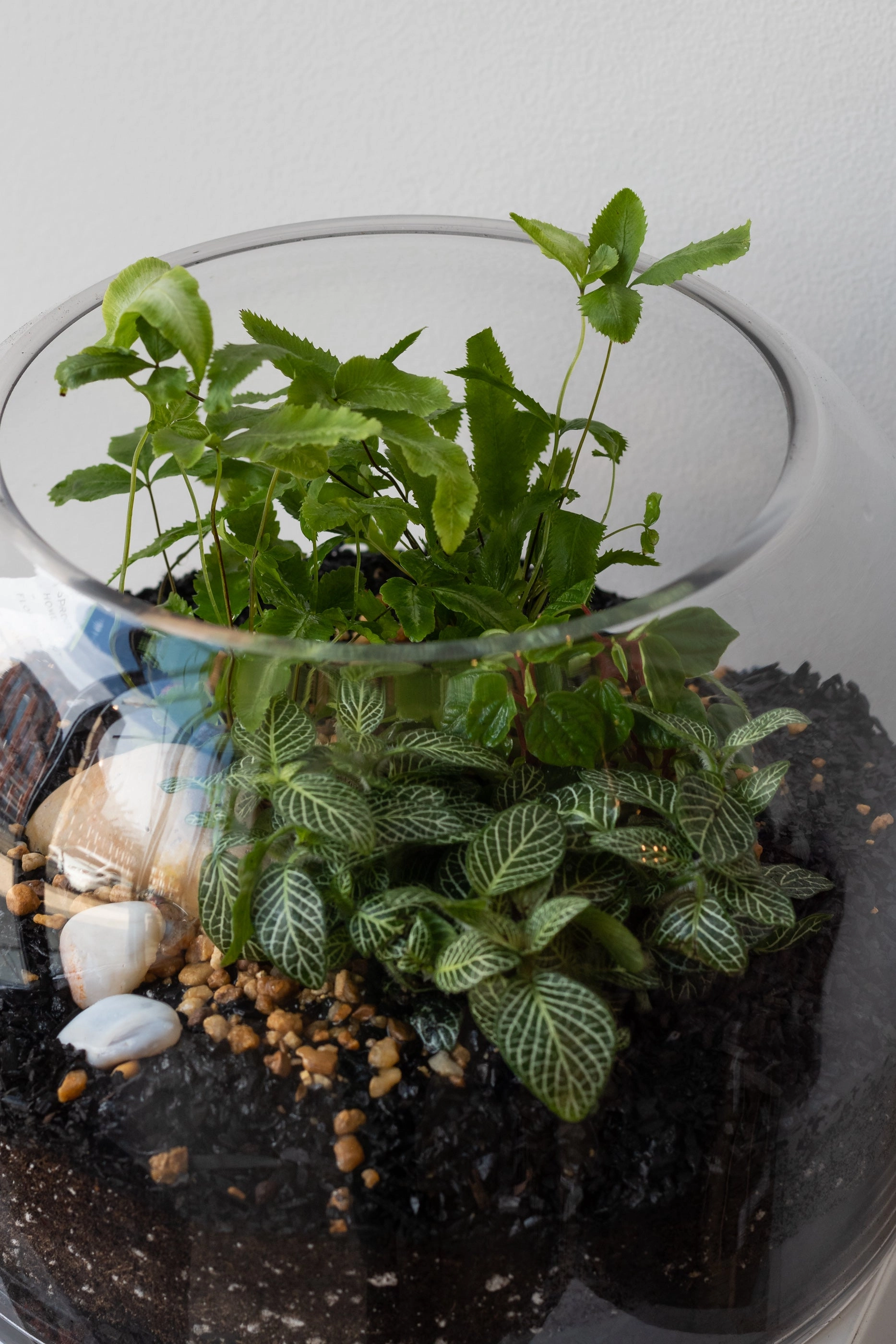 Dome Planted Terrarium Short