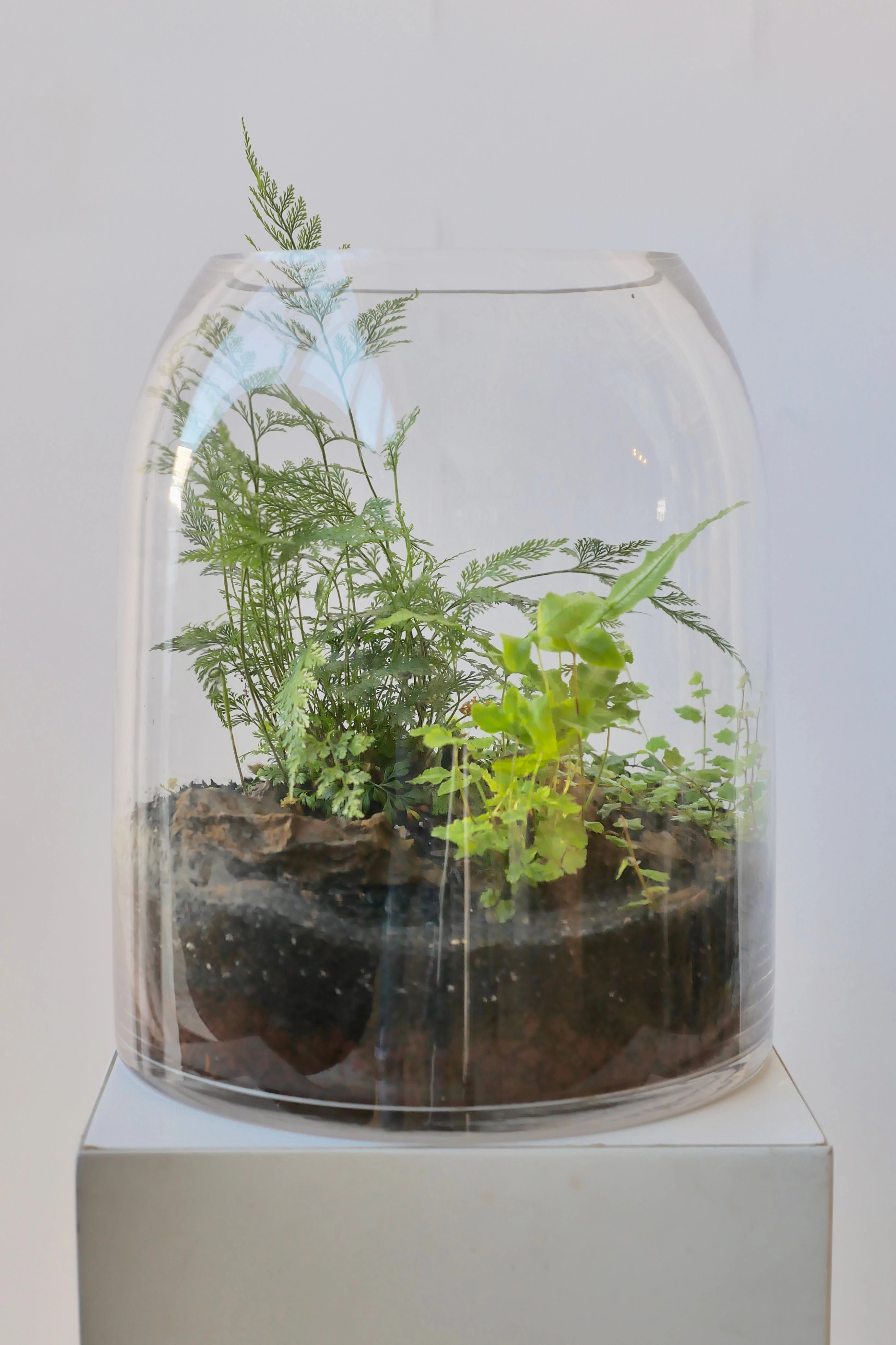 Dome Planted Terrarium Tall