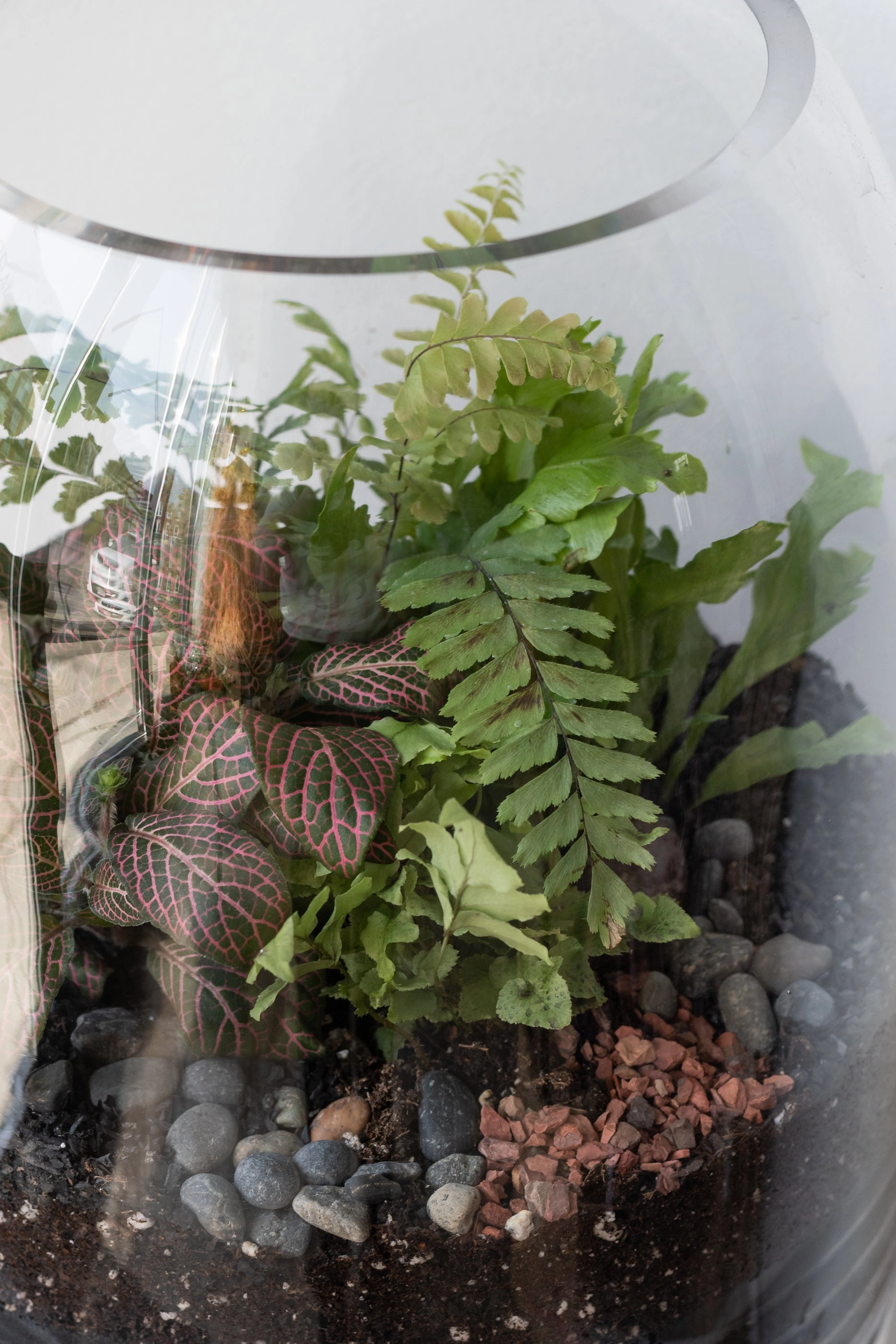 Dome Planted Terrarium Tall