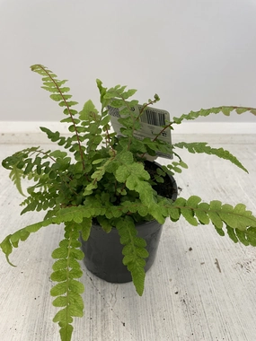 Doodia media small flower pot  