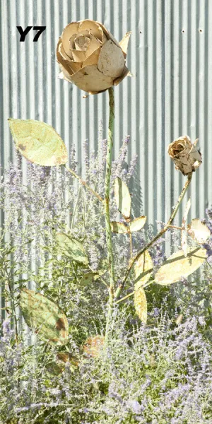 Double Giant Rose decorative plants  