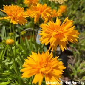 Double the Sun Tickseed | Coreopsis grandiflora traditional flower vase  