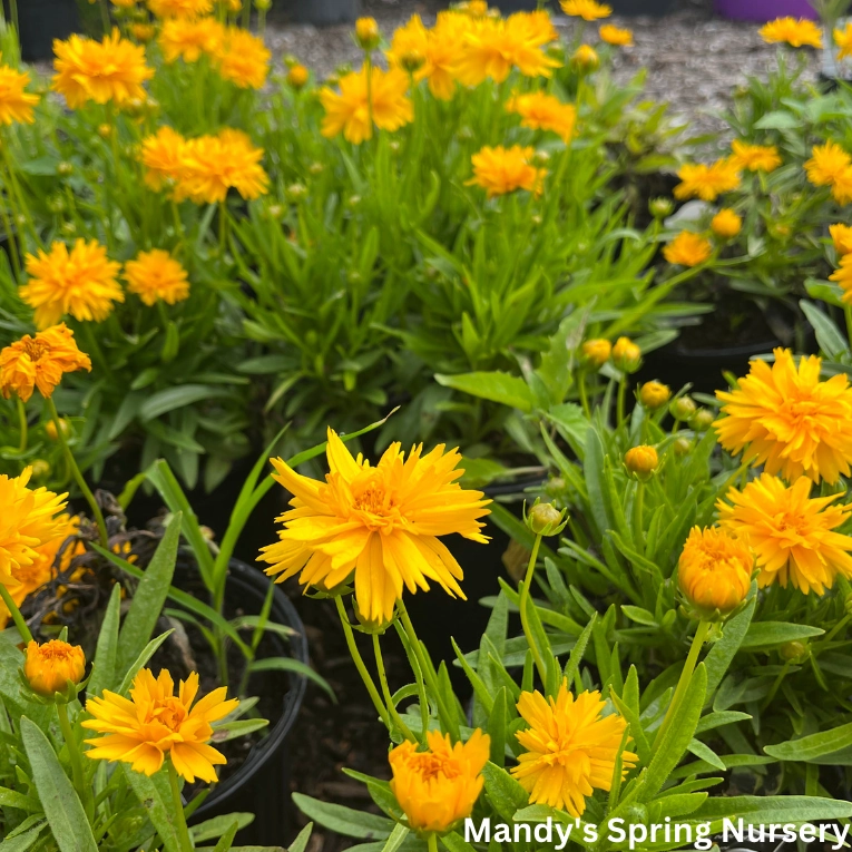 Double the Sun Tickseed | Coreopsis grandiflora