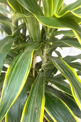 Dracaena 'Art' 12" medium flower pot  