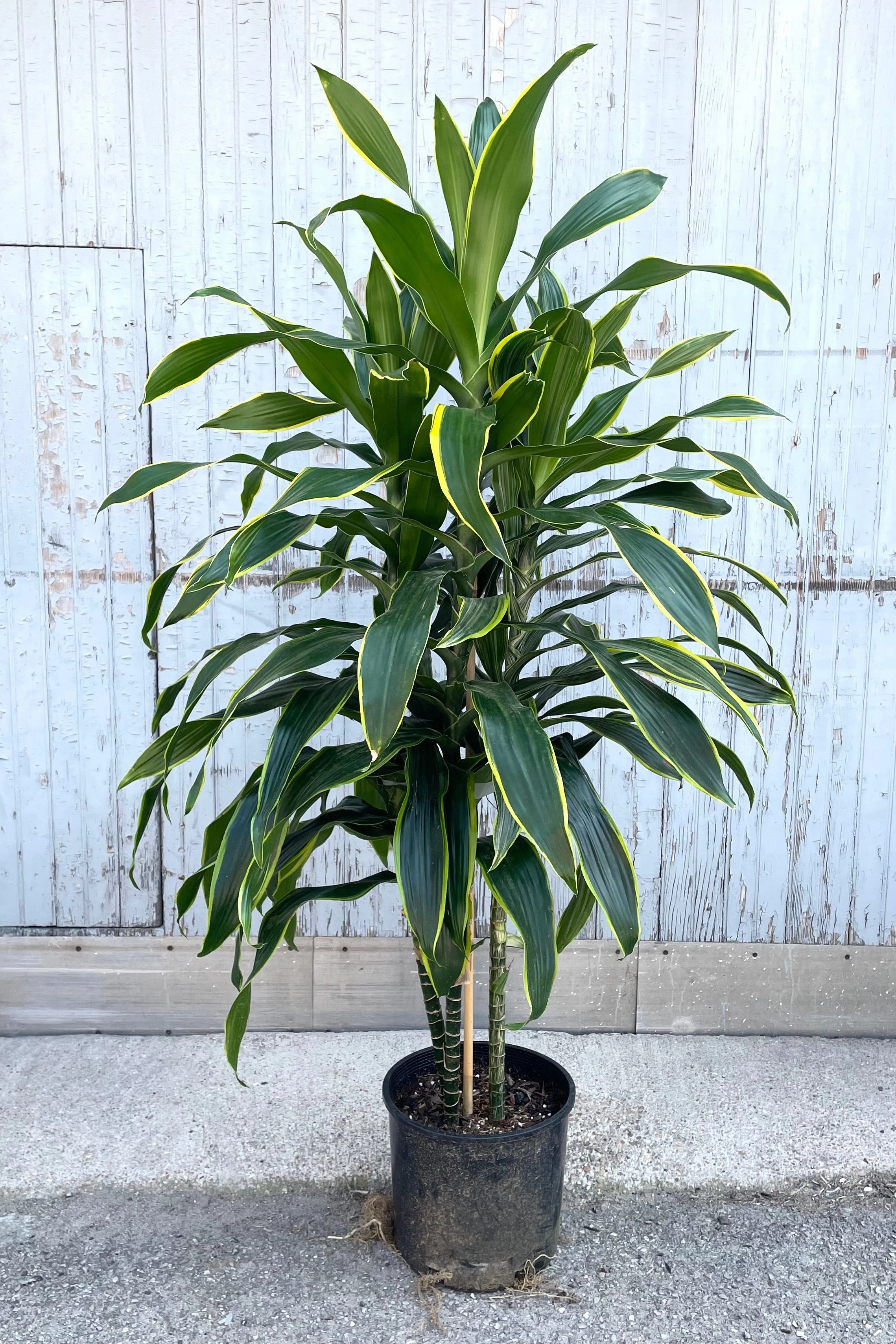 Dracaena 'Art' 12"
