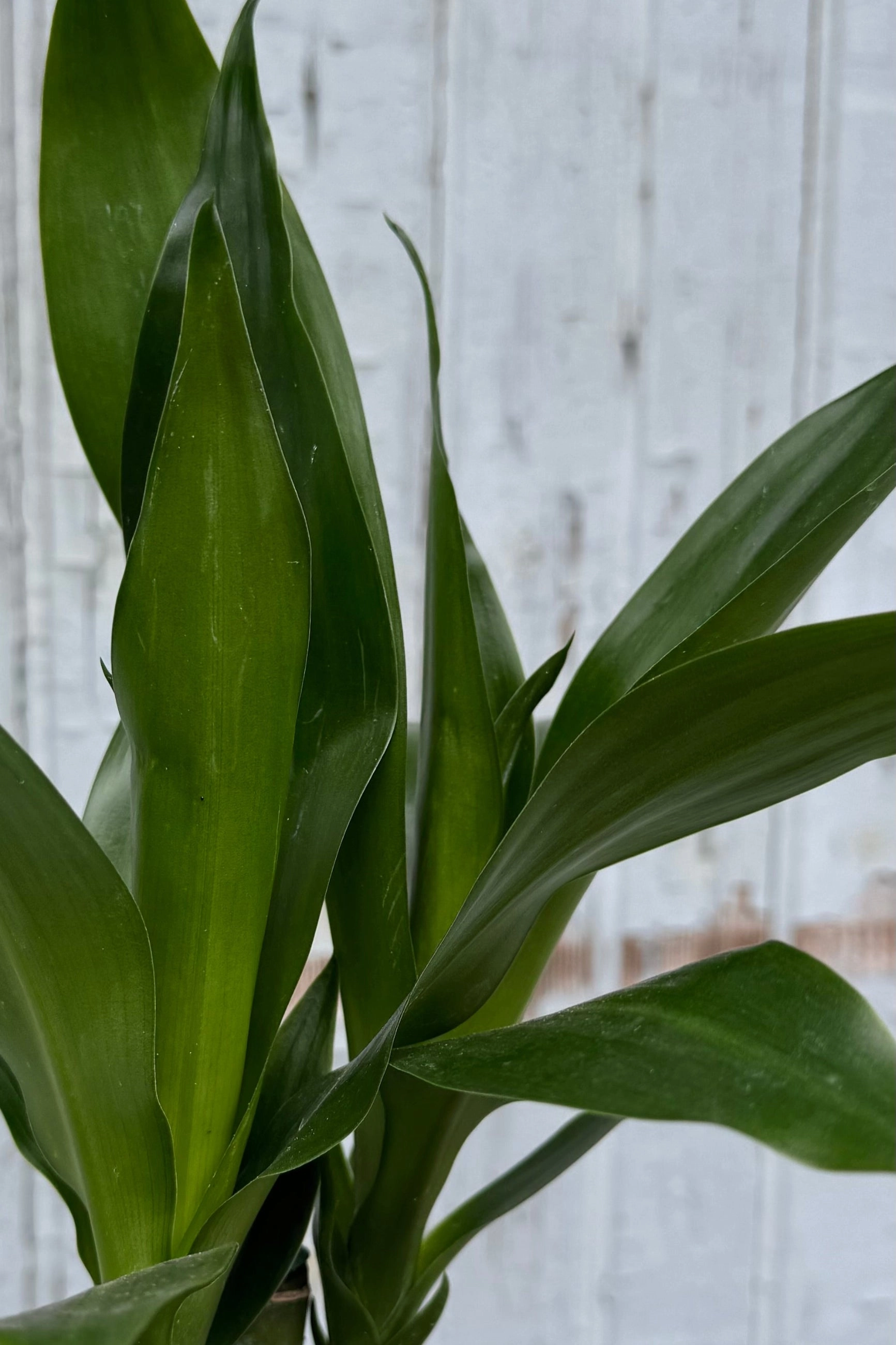 Dracaena 'Black Beauty' cane 4"