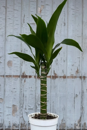 Dracaena 'Black Beauty' cane 4" medium flower pot  