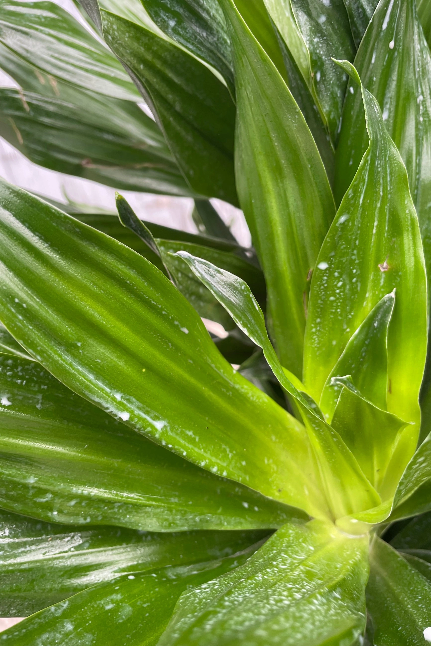 Dracaena 'Green Jewel' 14" multi cane