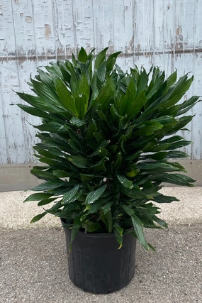 Dracaena 'Green Jewel' 14" multi cane medium flower pot  