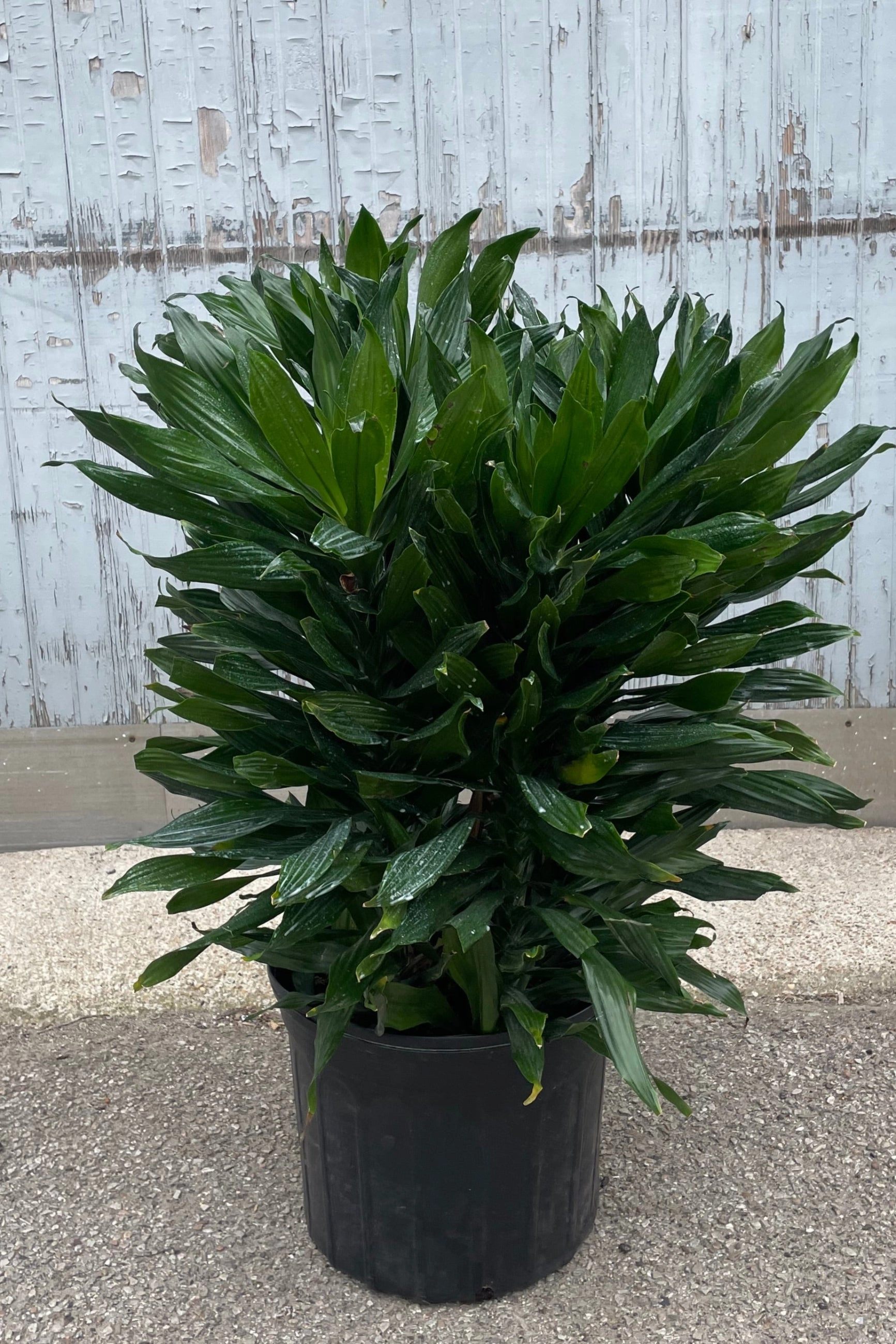 Dracaena 'Green Jewel' 14" multi cane medium flower pot  