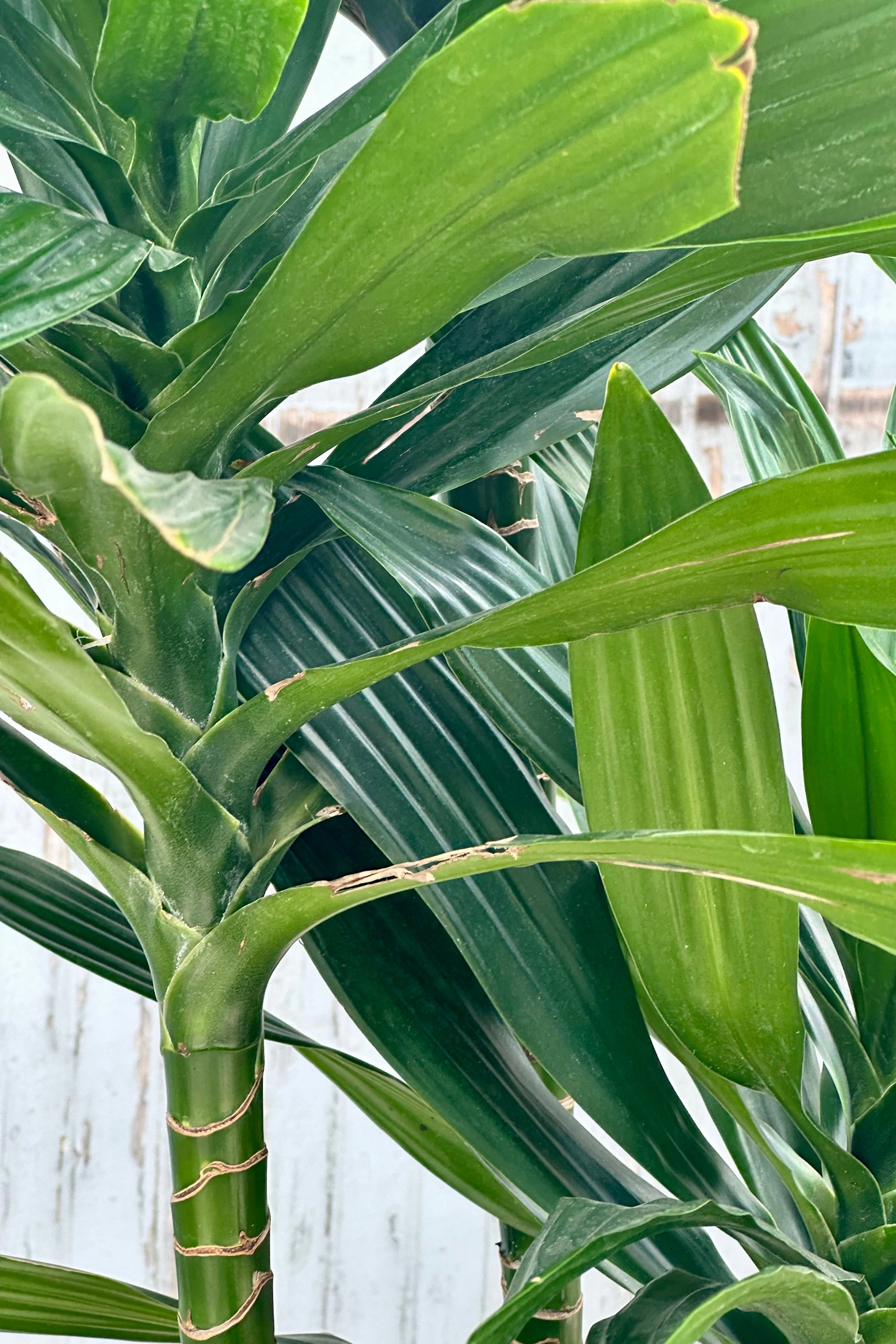 Dracaena 'Green Jewel' staggered cane 10"