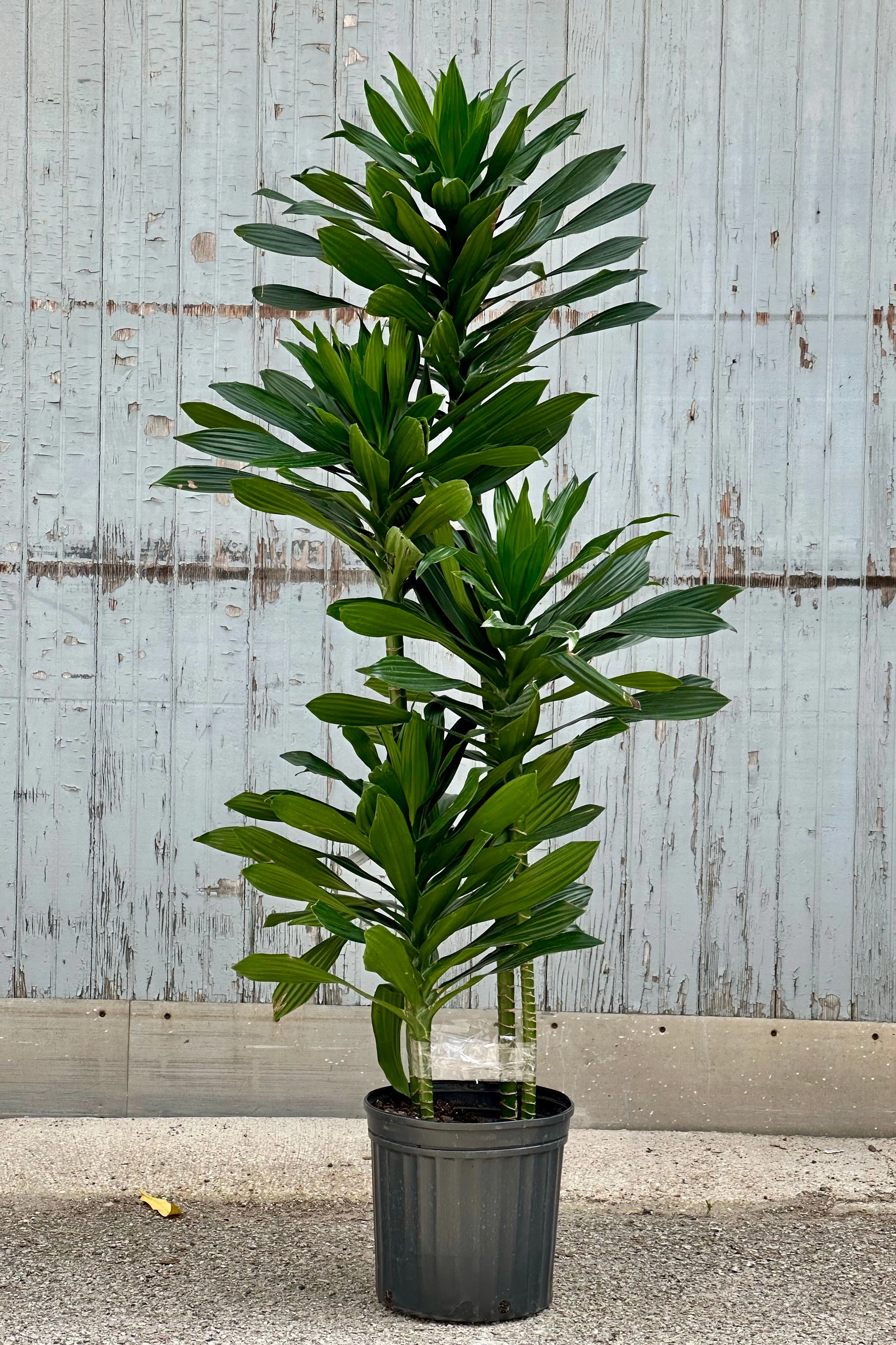 Dracaena 'Green Jewel' staggered cane 10" medium flower pot  