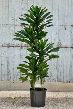 Dracaena 'Green Jewel' staggered cane 10" medium flower pot  