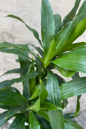 Dracaena 'Janet Craig' staggered cane 8" medium flower pot  