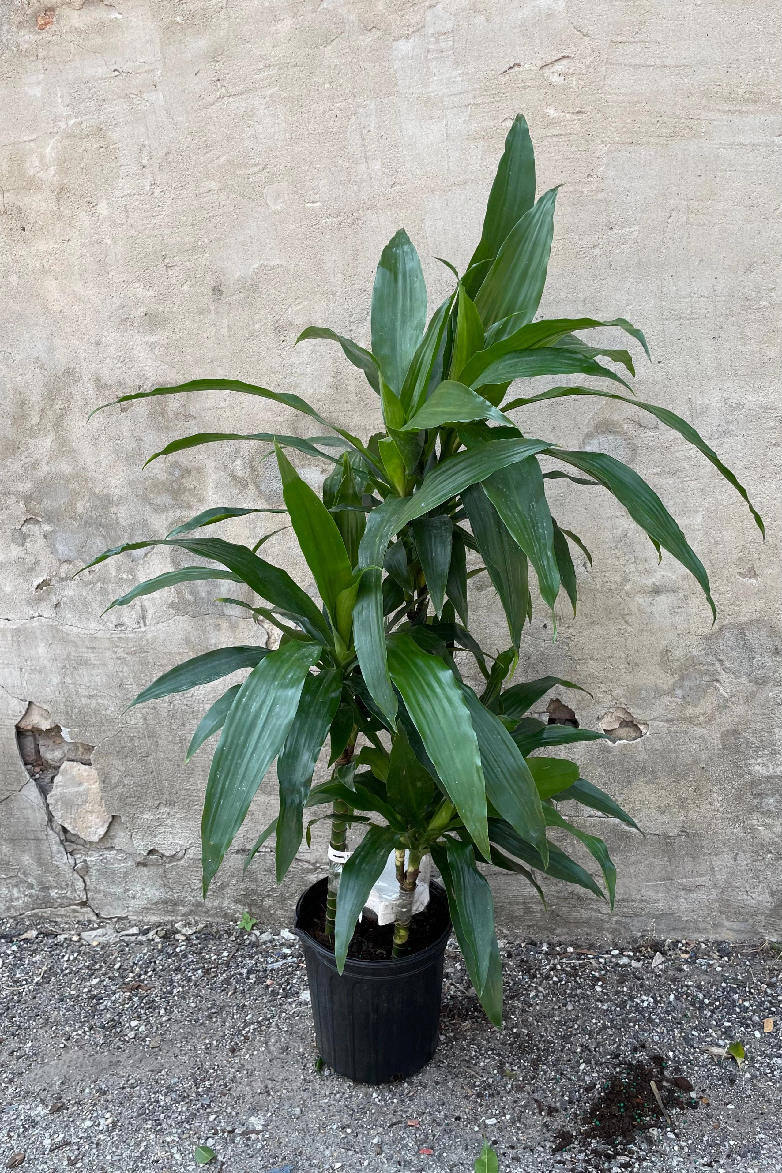 Dracaena 'Janet Craig' staggered cane 8"