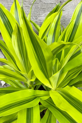 Dracaena 'Kristi' tips 8" medium flower pot  