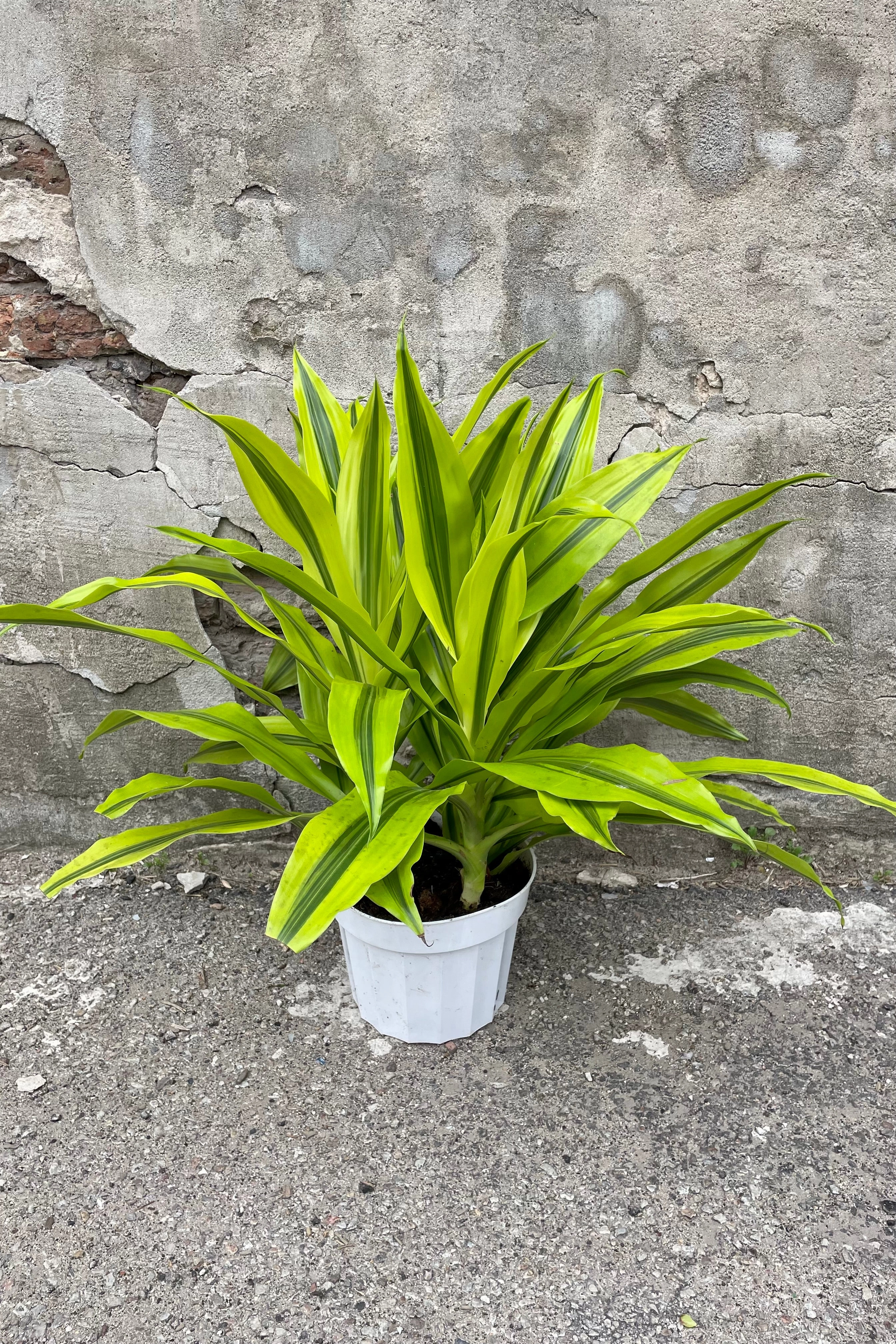 Dracaena 'Kristi' tips 8"