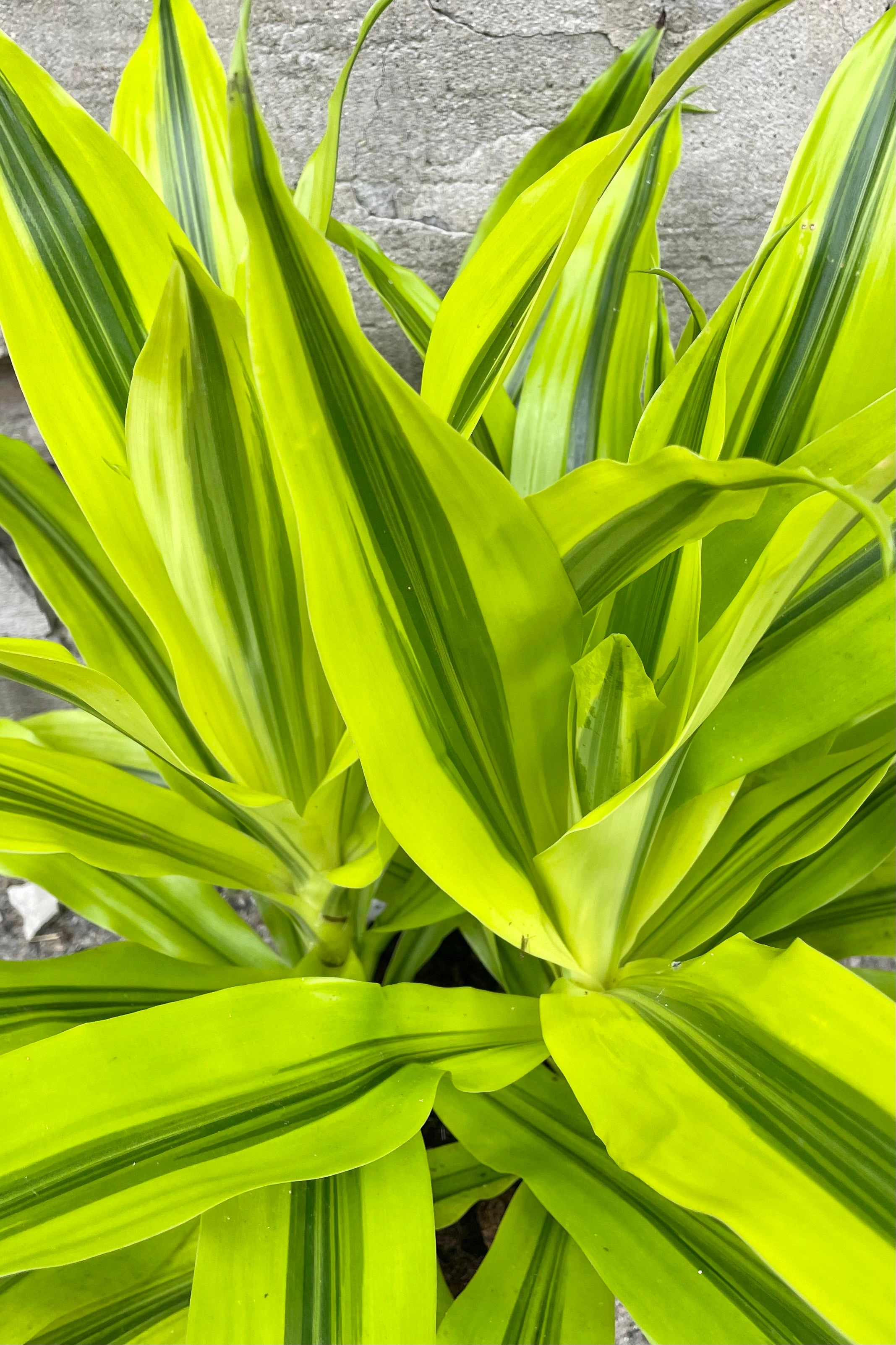 Dracaena 'Kristi' tips 8" medium flower pot  