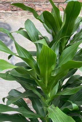Dracaena 'Michiko' 12" medium flower pot  