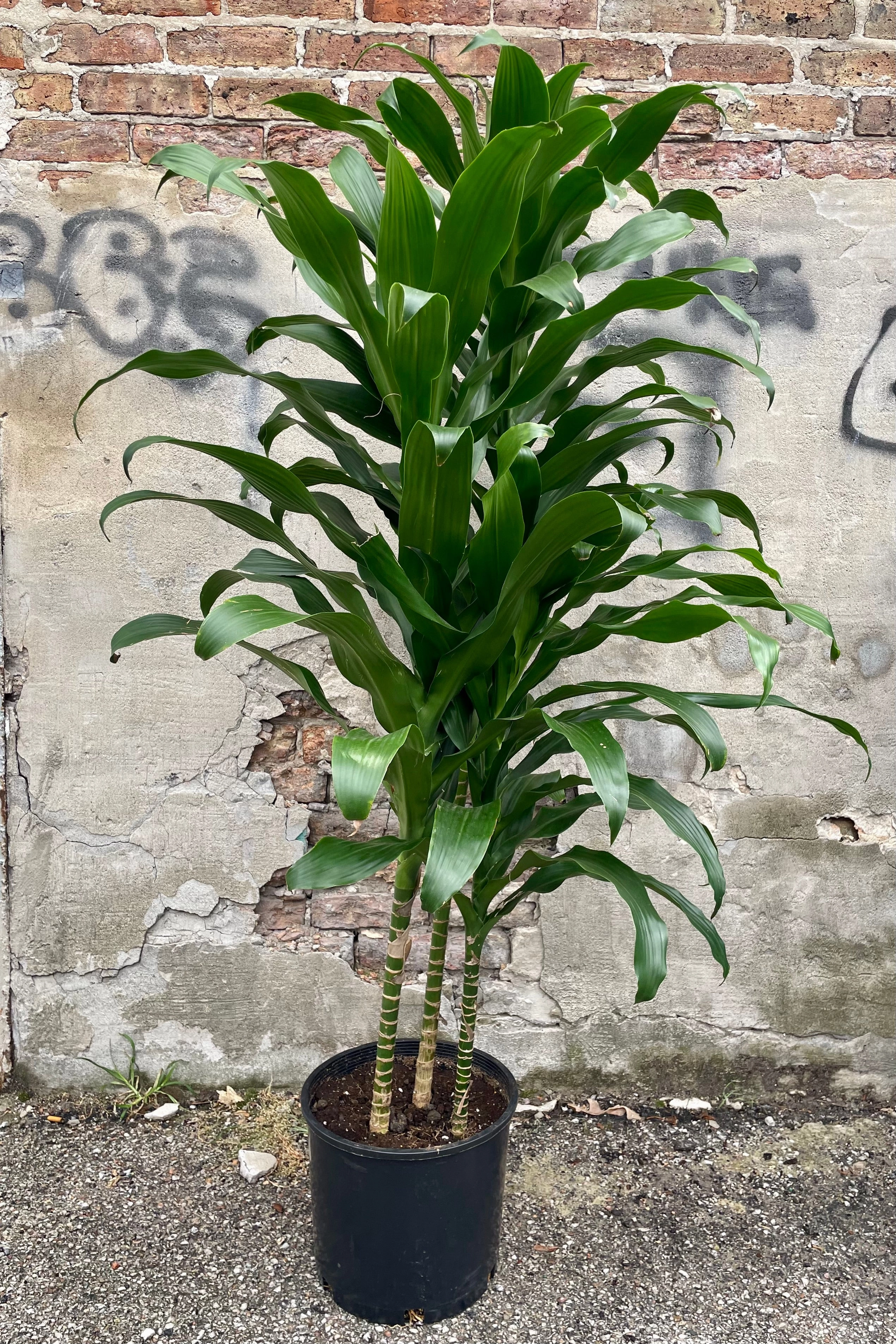 Dracaena 'Michiko' 12"